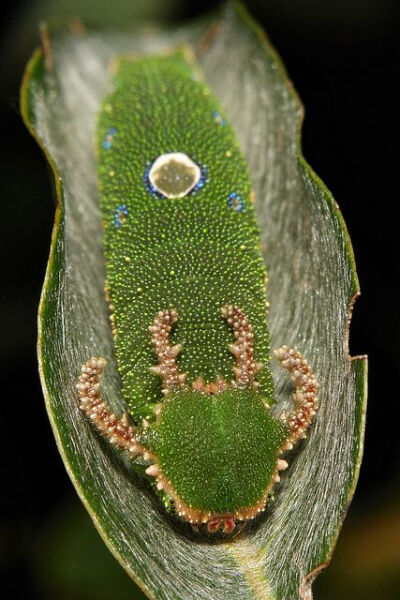 Rajah Butterfly &amp;quot;Dragonhead&amp;quot; Caterpillar (Notice the silky lined leaf, the caterpillar has created)