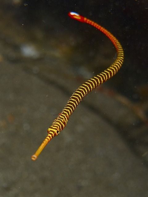 Banded Pipefish by Elias Levy