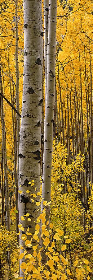 ✯ Aspens