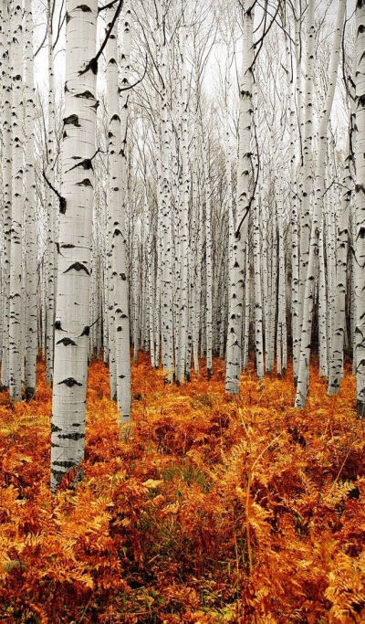 ✯ Aspen Forest