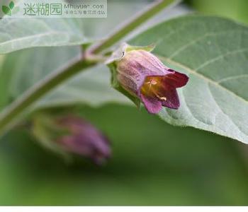 警惕！世界范围内的剧毒植物