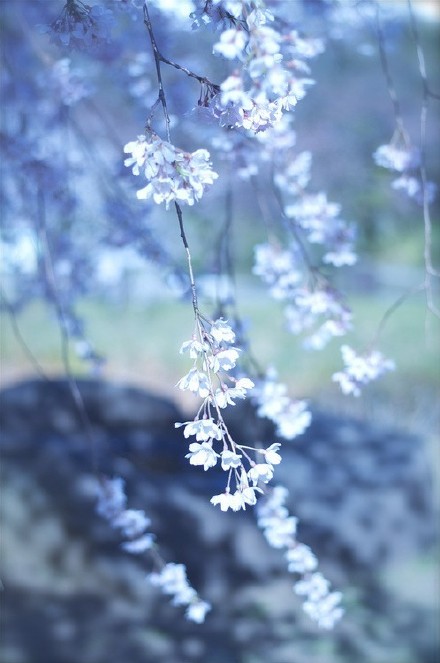 【花庐花事】待到繁花盛开时，我们一起坐花下，赏花落，笑谈浮生流年。可好？