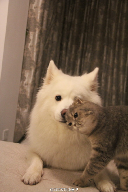 羊还是有智商的，刚出去玩它球掉草丛里了，雨后全是泥，我俩谁也不愿意捡，就回来了。到家后它并没有像往常一样休息，在屋里踱来踱去，趴床沿上哼哼唧唧的闹，同时把端胖喊了过来，造势……还是不去捡了，又黑又脏，明天再给买新的吧！