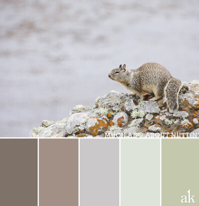 a squirrel-inspired color palette // foggy coastal light, muted brown, lavender, green