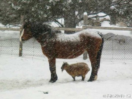 牧场里有爱的一幕，一只马让一只小羊在自己身下躲雪~好有爱啊