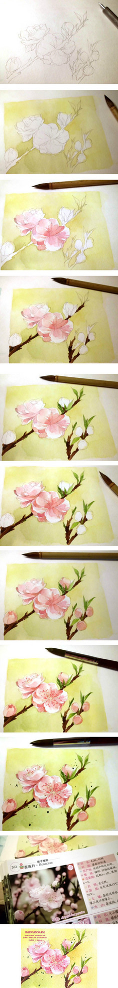 yoyo901021采集到watercolor plant