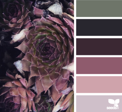 succulent hues