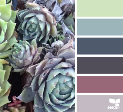 succulent hues