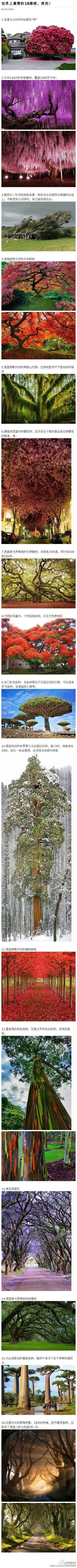 说起美世界上最赞的18棵树，简直美呆！