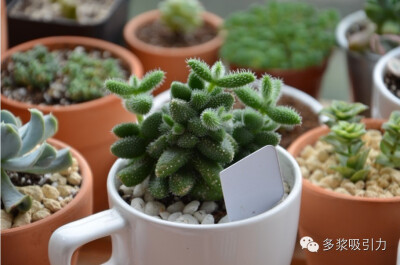  雷童为番杏科露子花属多肉植物，原产南非南部、东部和中部的丘陵低地，雷童又名刺叶露子花，植株为多年生肉质草本。茎细长，有微小的肉刺。植株多分枝，叶片对生，上下间距较长，叶片长椭圆形或卵形，高度肉质，长1…