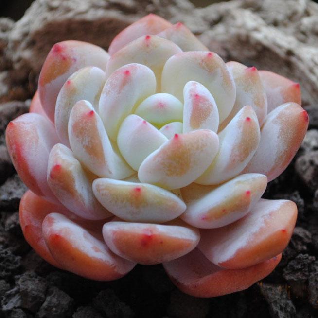 韩国进口多肉植物橙梦露爱萌多肉实物拍摄一物一拍