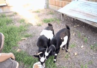 动物们被吓到后的神反应，哈哈哈哈，笑尿了 最后一个你在干嘛！