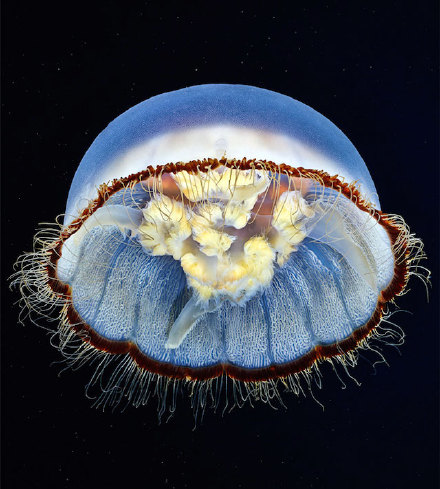 美丽的水母 | 俄罗斯海洋生物学家、摄影师 Alexander Semenov