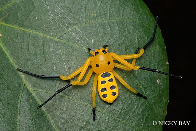 Eight-Spotted Crab