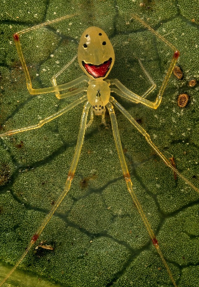 Theridion grallator, the 'Happy Face' spider of Hawaii.