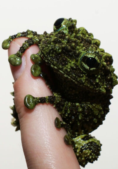 Vietnamese Mossy Frog -