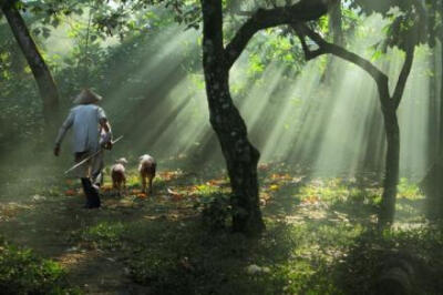 温故而让人暖心的田园记忆，来自摄影师Dewan Irawan的作品。骑在牛背上睡觉，在夏天的小溪里抓小鱼，跑到山上吃乌饭，听爷爷讲后山一只吊死猫的故事，早晨乡间的花田里，藏着泥鳅八哥和金龟草人的故事。