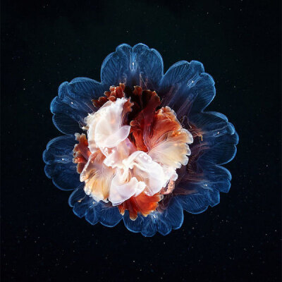 盛放在海洋的水母。｜俄罗斯海洋生物学家兼摄影师Alexander Semenov