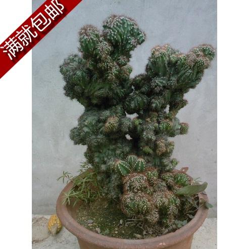 百益花阁多肉植物仙人山虎头山满条件山影拳罗汉拳
