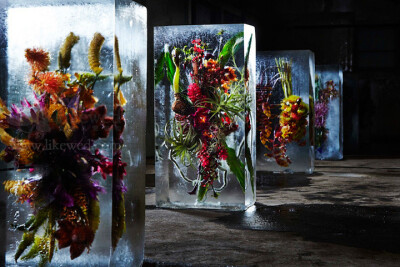 这是东京花卉艺术家 Azuma Makoto 举办了一个名为“Iced Flowers”的展览。该作采用了巨型冰立方将大型插花艺术别致展示，使花卉形态可随冰块融化而褪变。此处理不仅使植物的天然与结晶的自由形成鲜明对比，同时亦以…