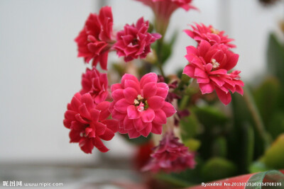 长寿花（Kalanchoe blossfeldiana cv tom Thumb） 别名寿星花、假川莲、圣诞伽蓝菜、矮生伽蓝菜。是景天科，伽蓝菜属的多肉植物，终年翠绿。花朵鲜艳夺目。每一花枝上可多达数十朵花，花期长达4个多月，长寿花之名由…