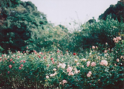 一小片花海