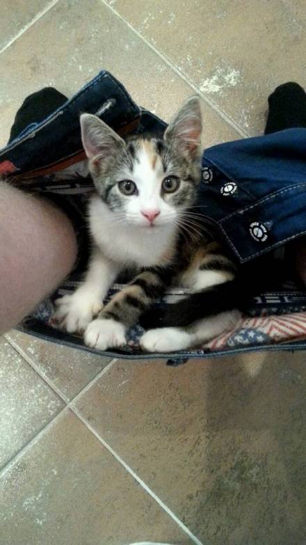 自从养了宠物，在家上厕所就一点隐私都木油了。。。