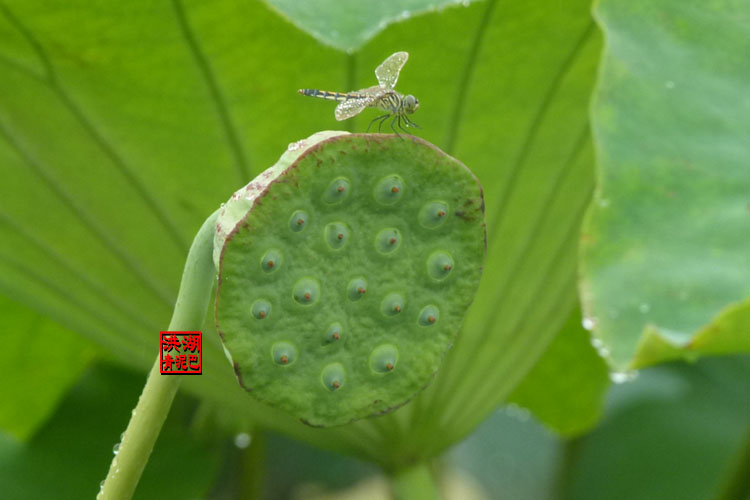 【新鲜莲子】{湖北洪湖新鲜莲蓬 青泥巴地生长 清甜爽口1500g}