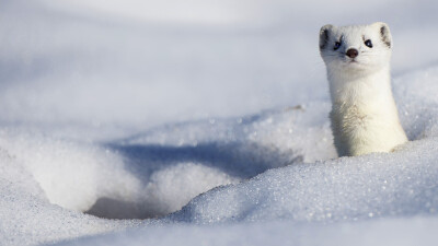 穿着冬装的白鼬 SnowyStoat