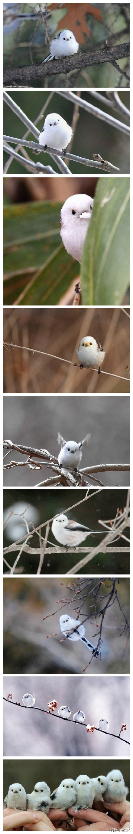 據(jù)說這是世界上最萌的鳥，學(xué)名銀喉長尾山雀，看起來好像糯米團(tuán)子。