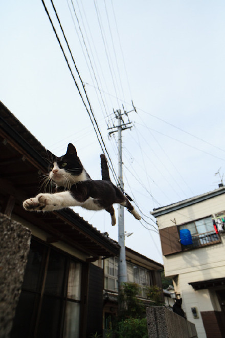 岛国摄影家五十岚健太的系列作品--“飞天猫”。大量图片证据显示，猫咪确实是一种鸟类