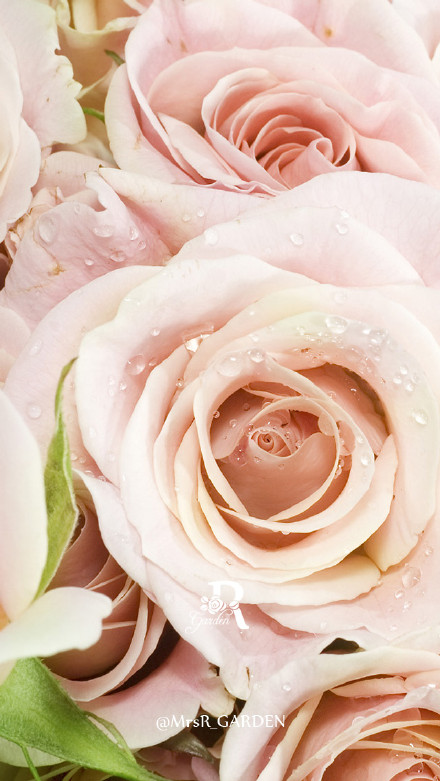 #MrsR_GARDEN##iphone高清壁纸#他总是送她白玫瑰。她一直很奇怪为什么不是红玫瑰。直到分手后，她的朋友偶然有一天对她说白玫瑰的花语。她瞬间泪眼朦胧。笨蛋，为什么不告诉我白玫瑰的意义。白玫瑰的花语:你，是圣洁的。你，是我的。