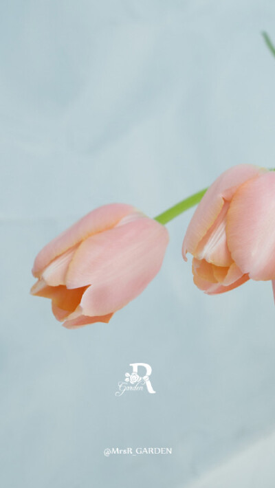 #MrsR_GARDEN##iphone高清壁纸# 早安~又是新的一天、大家一起换换壁纸每天都有好心情 郁金香（学名：Tulipa gesneriana），百合科郁金香属的草本植物，是土耳其、哈萨克斯坦、荷兰的国花。