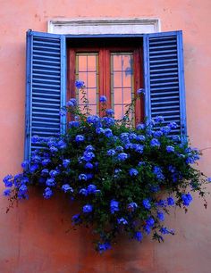 Gorgeous shutters and flowers. Pretty pink stucco walls