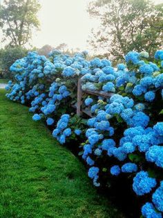 Serenity in the Garden: No-Fail Tips for Turning Hydrangeas Blue! Can't wait to be able to have these in my backyard!