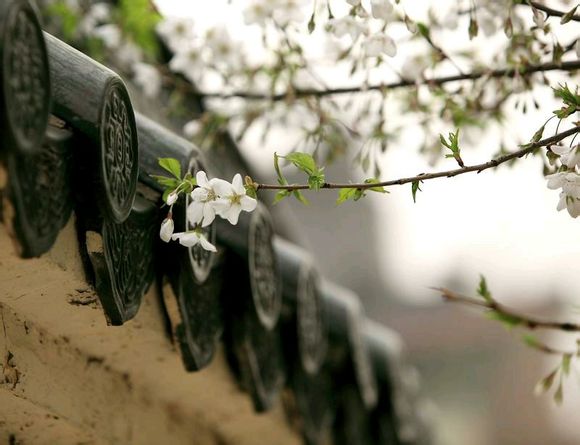 小城昨夜听雨