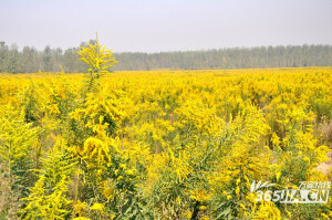 加拿大一枝黄花  挺漂亮的