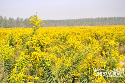 加拿大一枝黄花 挺漂亮的