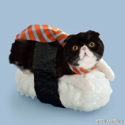 日本一家公司推出的了一系列的以“躺在寿司上的猫”为主题的系列照片。你要哪一款啊