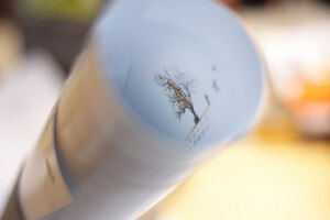 「一棵树的一年」创意台历本，52周每周一个故事。春夏秋冬，人聚人散，唯有时间默默窥视，未曾走开。丨设计者RМаксимом