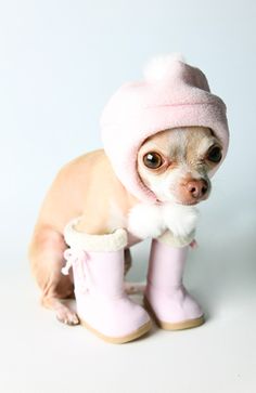 Chihuahua in boots