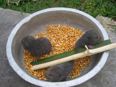 竹鼠，又名芒洞老鼠、竹馏、芒狸、竹狸、竹根鼠、冬毛老鼠、芭茅鼠等，啮齿目竹鼠科的通称，因主要吃竹而得名。