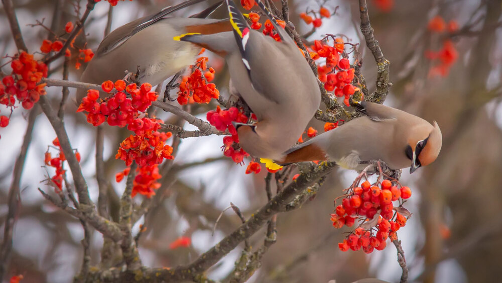 美国蒙大拿州的白鱼市，正在吃花楸浆果的太平鸟 BohemianWaxwings