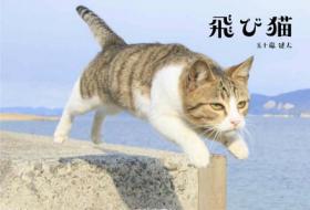 写真集「飛び猫（飞翔猫）」精彩喵星人镜头欣赏