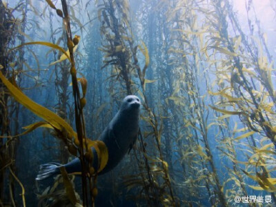 一只斑海豹在“海草森林”中穿行~ 萌哒哒啊