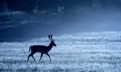 冬日谜鹿。作者：Mark Bridger