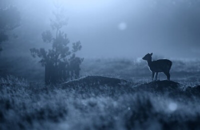 冬日谜鹿。作者：Mark Bridger