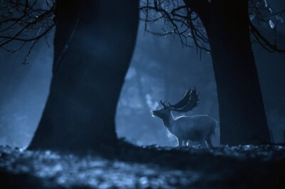 冬日谜鹿。作者：Mark Bridger