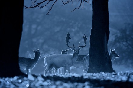 冬日谜鹿。作者：Mark Bridger