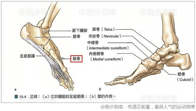 蹠骨疼痛是跑友常见的足部损伤（见配图红框所示），表现为跑动甚至走路时，脚背面有疼痛感。除了必要的治疗恢复之外，老王的建议是换双鞋子及鞋垫，或许可以改善疼痛。